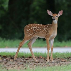 Meet your Posher, Shannon